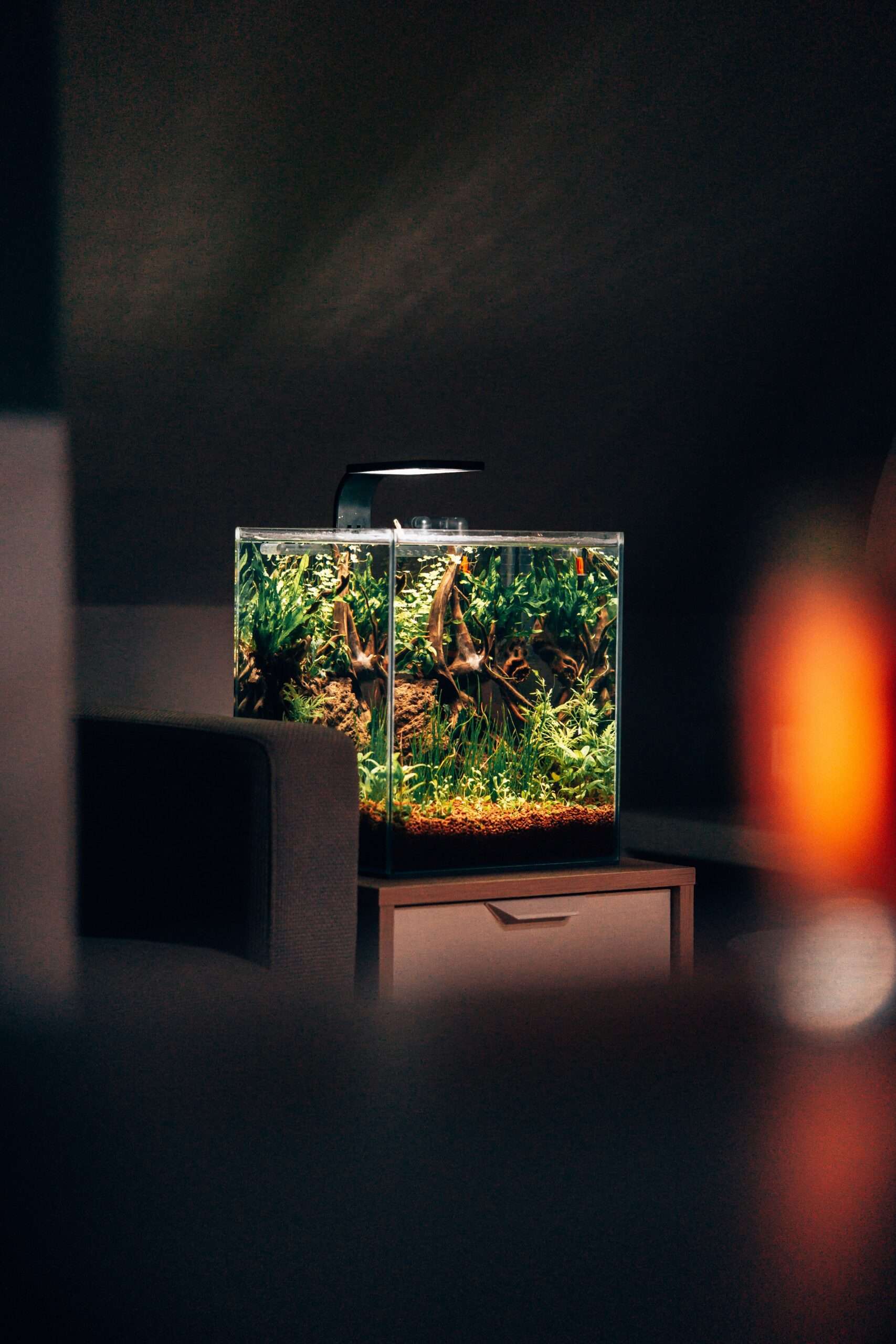 A Step-by-Step Guide to Setting Up Your Aquarium Tank